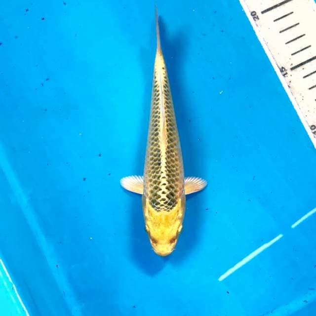 Ki Matsuba, 17 cm