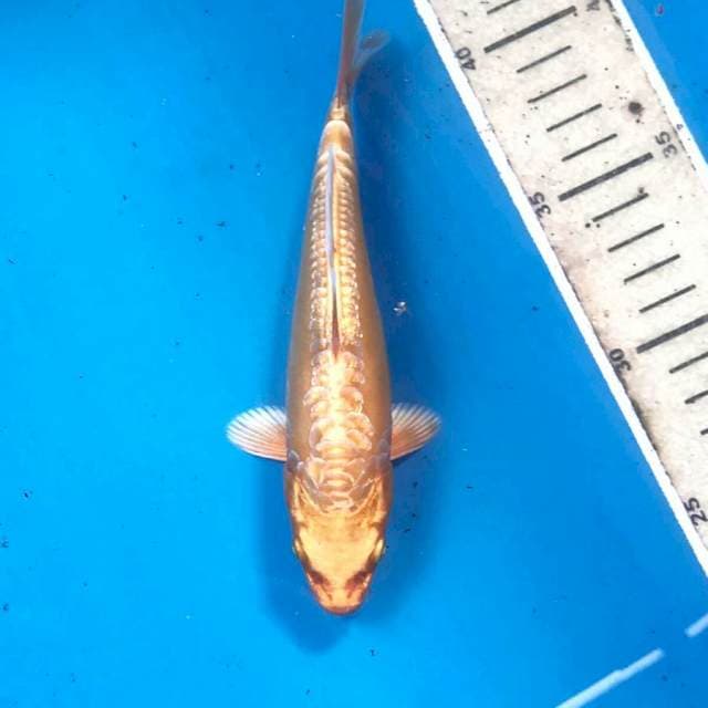 Aragoke Ginrin, 17 cm