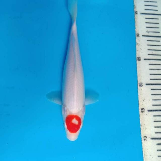Tancho kohaku