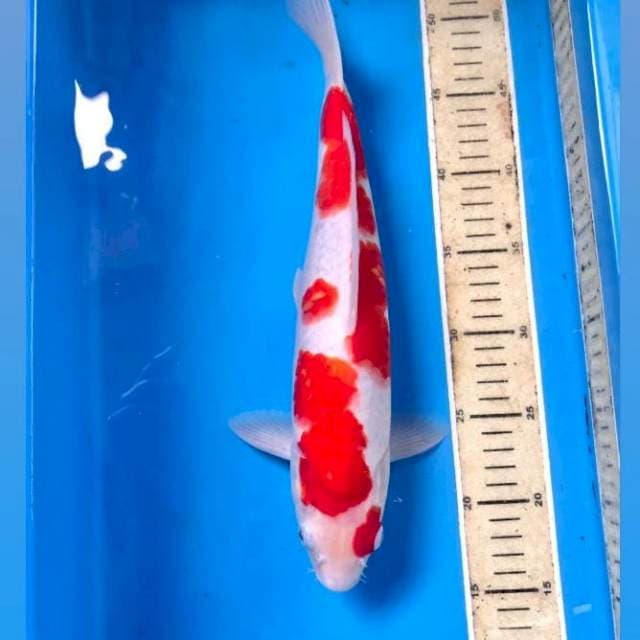 Kohaku, male 35 cm