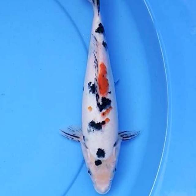 Sanke 26 cm