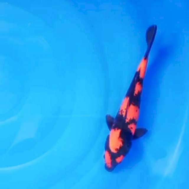 UTSURI 27cm