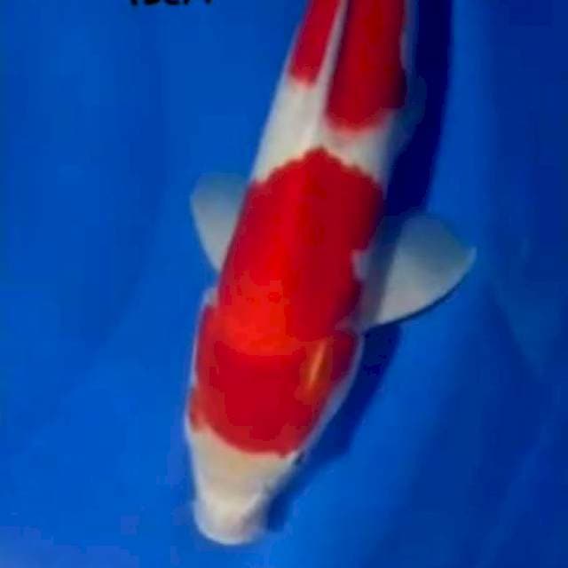 Kohaku strong 45cm