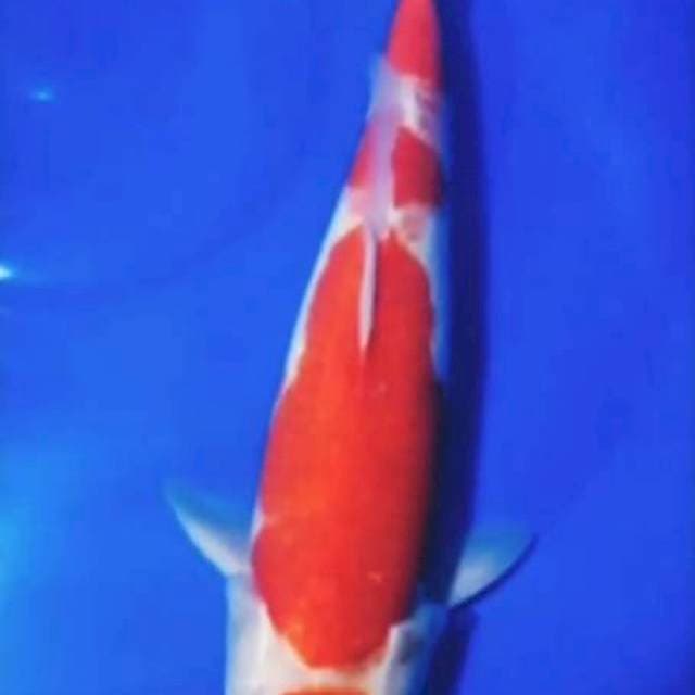 Maruten kohaku 46cm