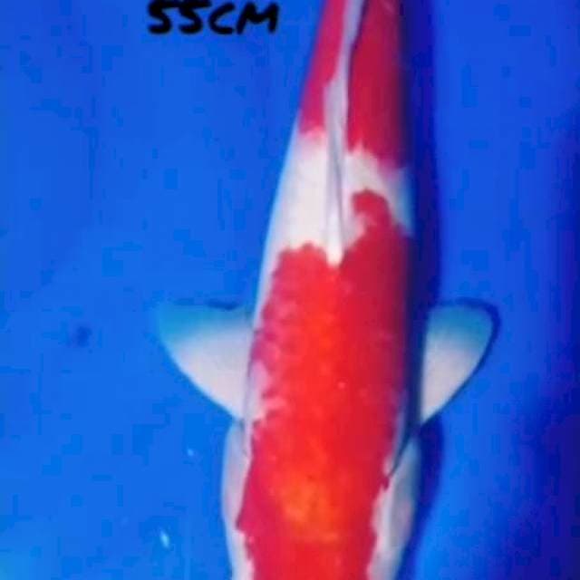 Kohaku strong 55cm