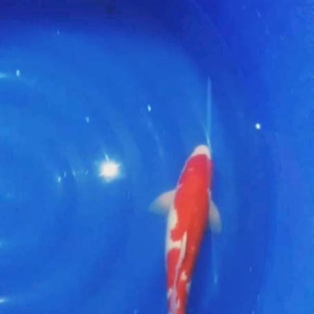 Kohaku strong 38cm