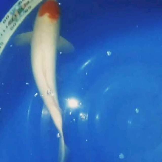 Tc kohaku murni 40cm