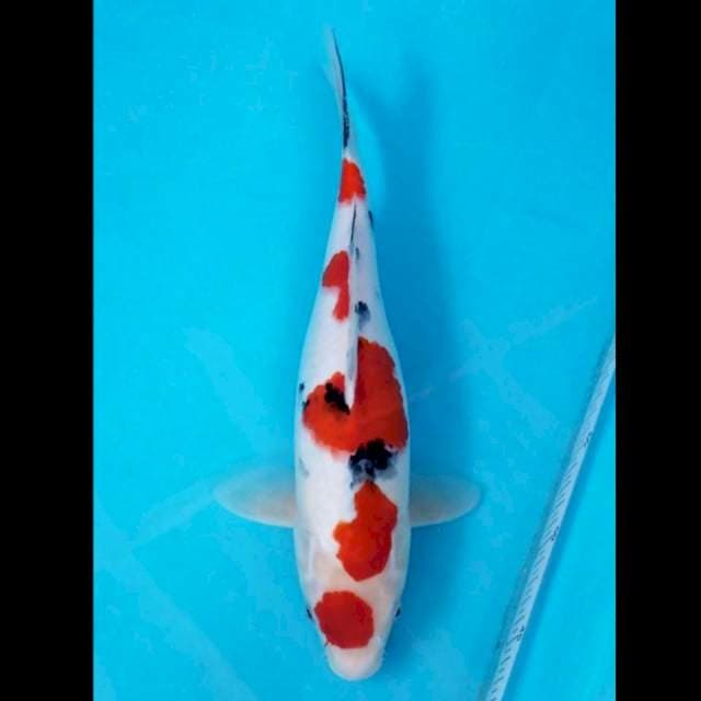 MARUTEN SANKE 35 CM