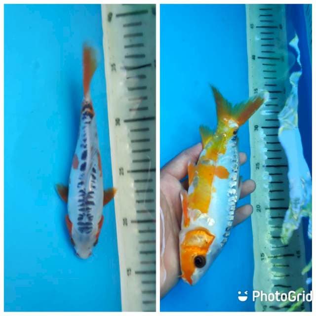 Shusui HQ, 20CM