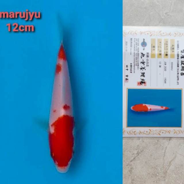 marujyu kohaku 12cm serty