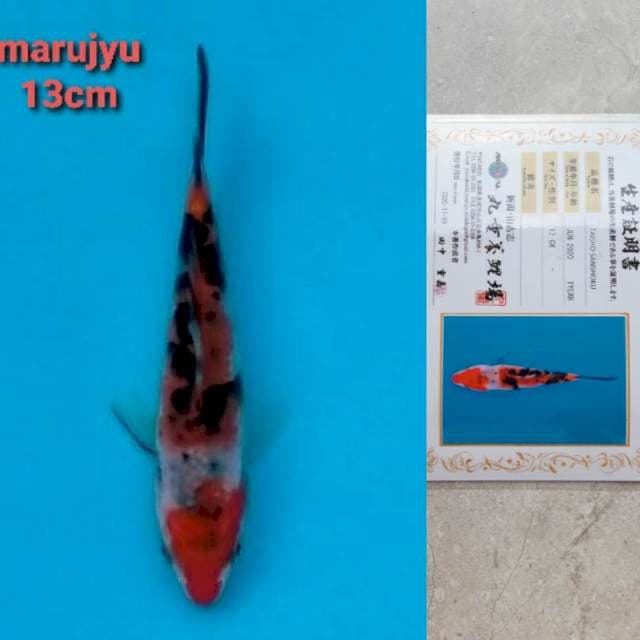 marujyu sanke 13cm serty