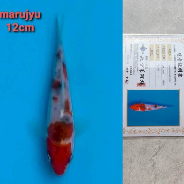 marujyu sanke 12cm serty