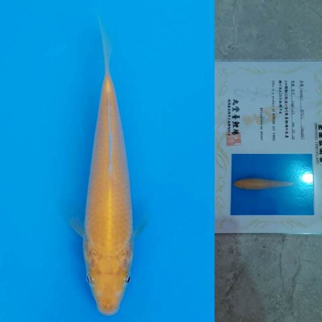marudo karashi 13cm serty
