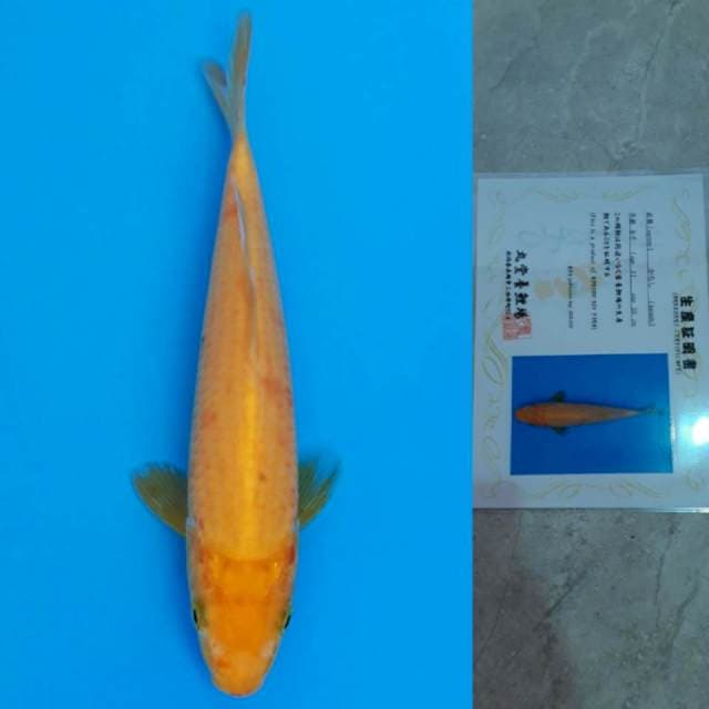 marudo karashi 15cm serty