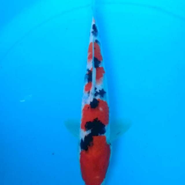 Sanke 30 cm 