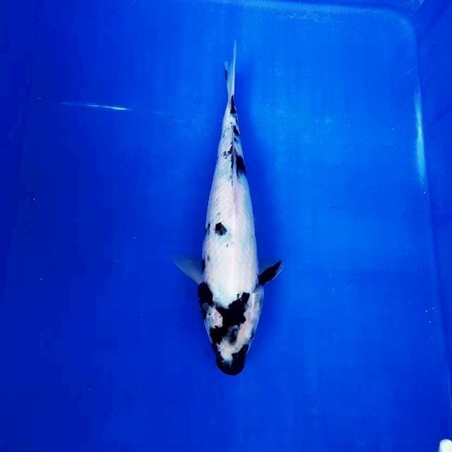 Shiro 29cm