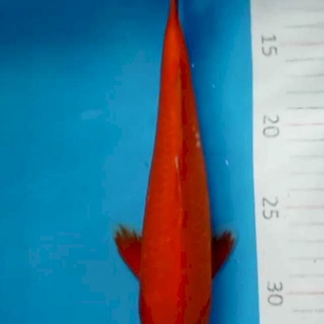 Benigoi
