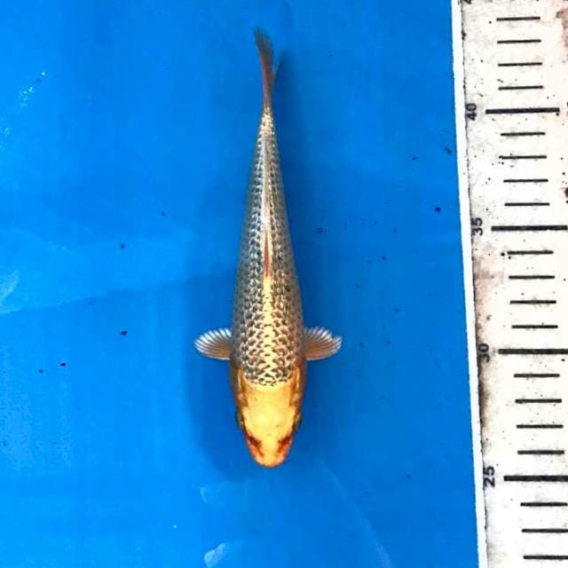 Yamabuki ginrin, 16 cm
