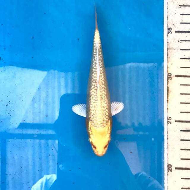 Yamabuki Ginrin, 16 cm