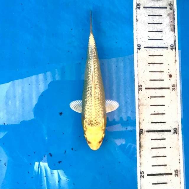 Yamabuki Ginrin, 16 cm