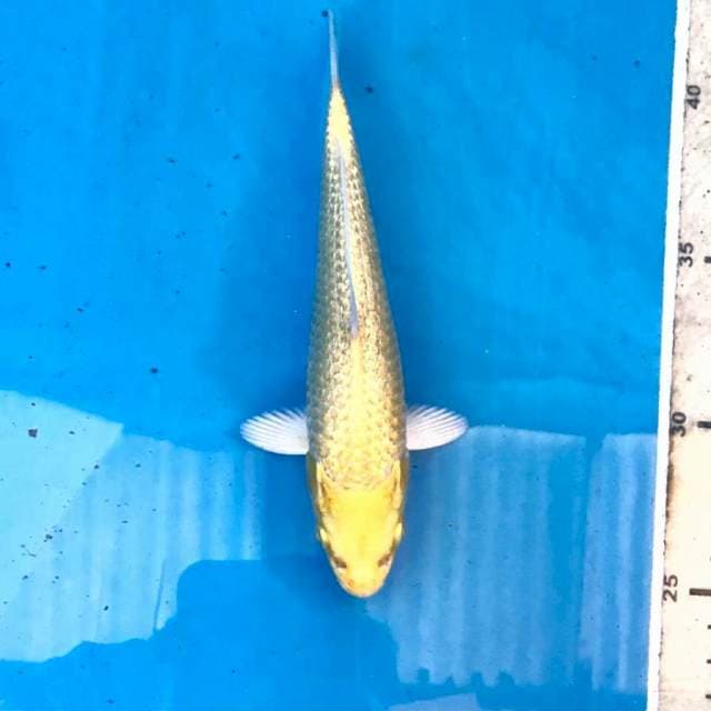 Yamabuki Ginrin, 16 cm