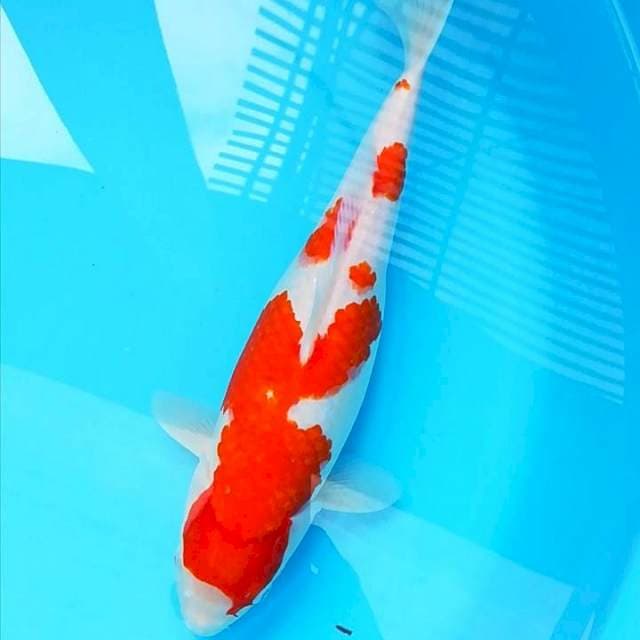 Kohaku