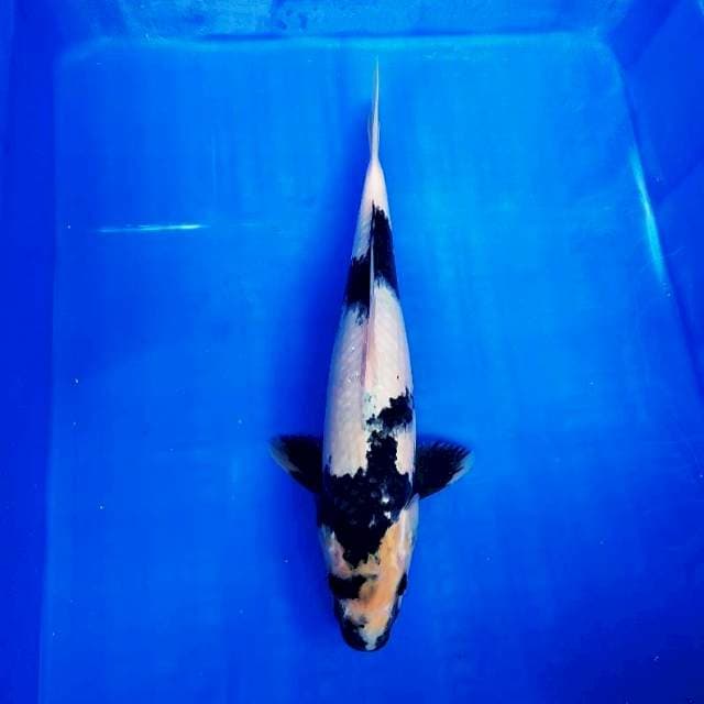 Shiro 33cm