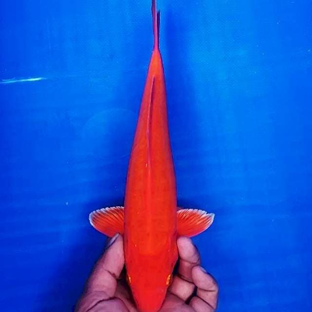 Orenji tembus 30cm