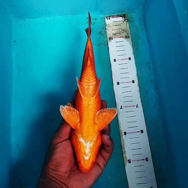 Orenji tembus 30cm