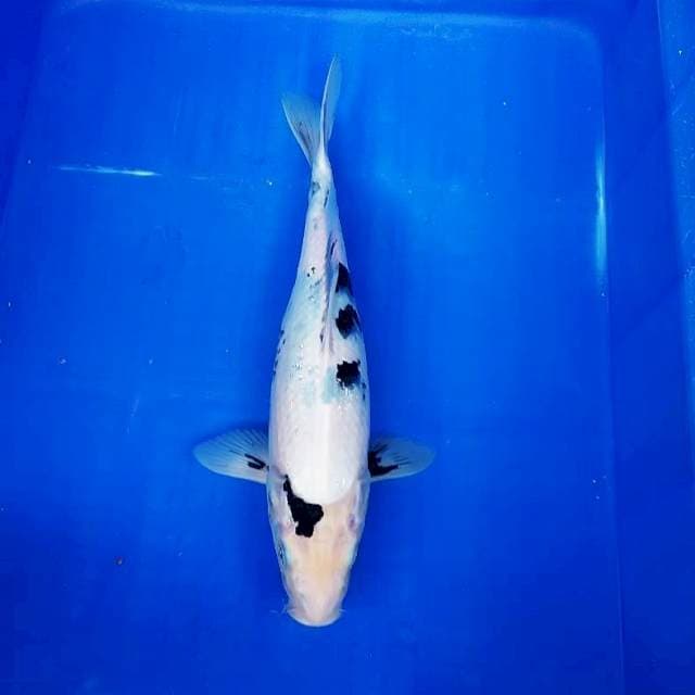 Shiro 33cm