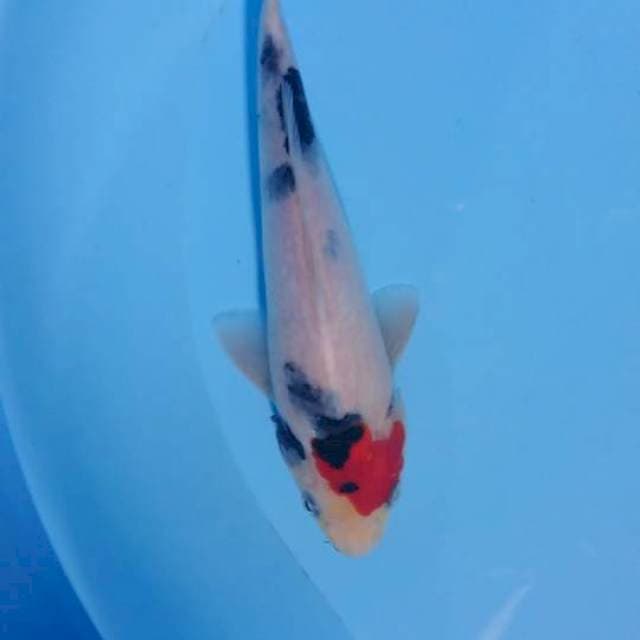 showa 21 cm