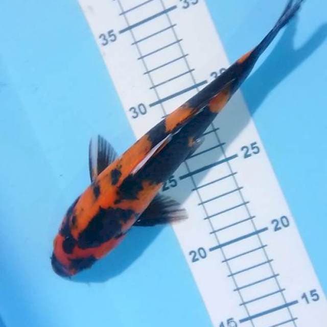 hi showa 24 cm