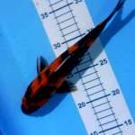 hi showa 24 cm