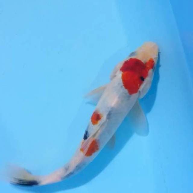 showa 26 cm
