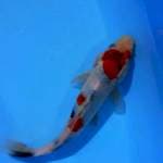 showa 26 cm