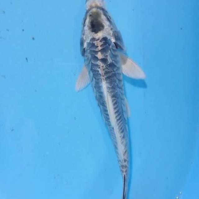 sisik naga 23 cm