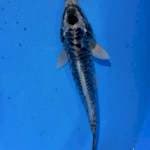 sisik naga 23 cm