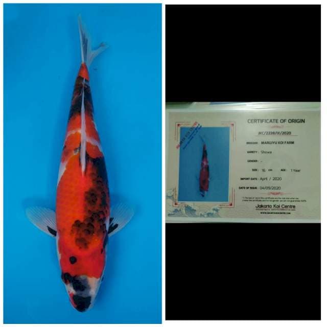 Marujyu Jumbo Tosai Showa