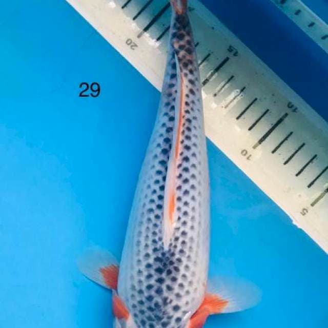 ASAGI hana merah ,29cm