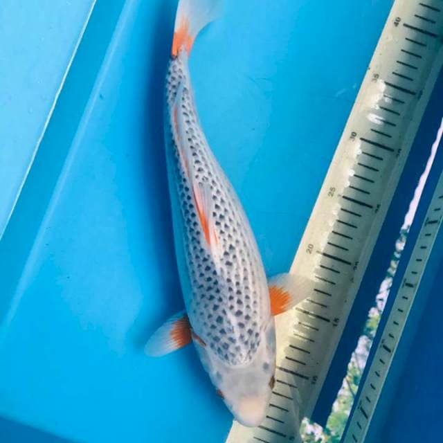 ASAGI bulky BODY ,36cm