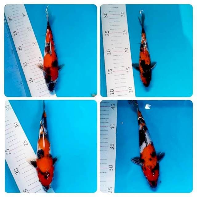 20-25cm
