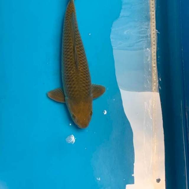 Chagoi 45bu female