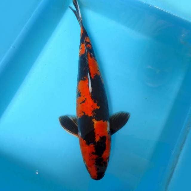 3. SALAMANDER ~ HI SHOWA DOITSU,-