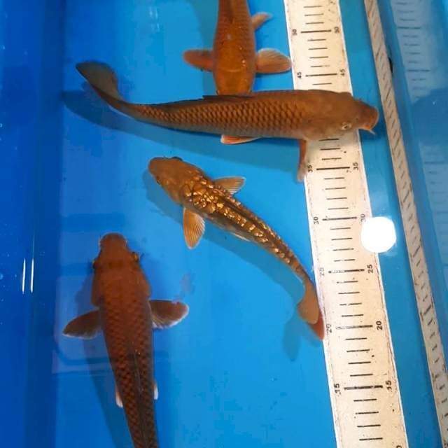 CHAGOI TEMBAGA 22,24,25&27 CM