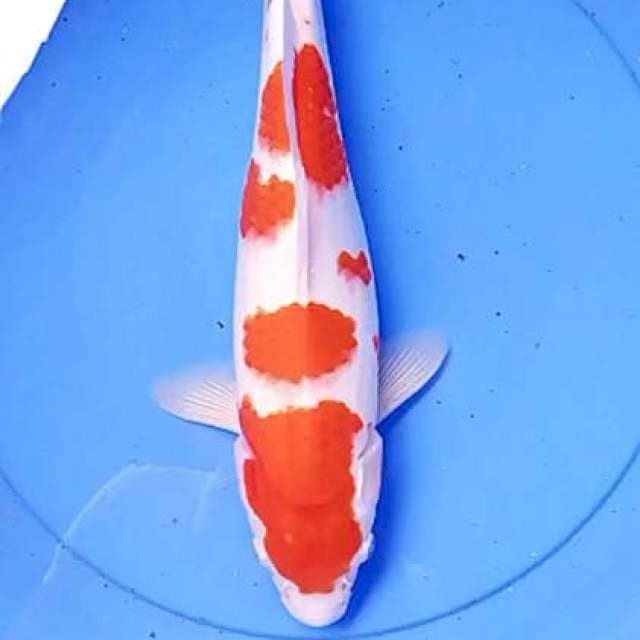 Red strong 40 cm