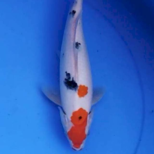 Sanke 26 cm