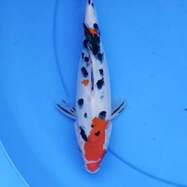 Sanke 24 cm