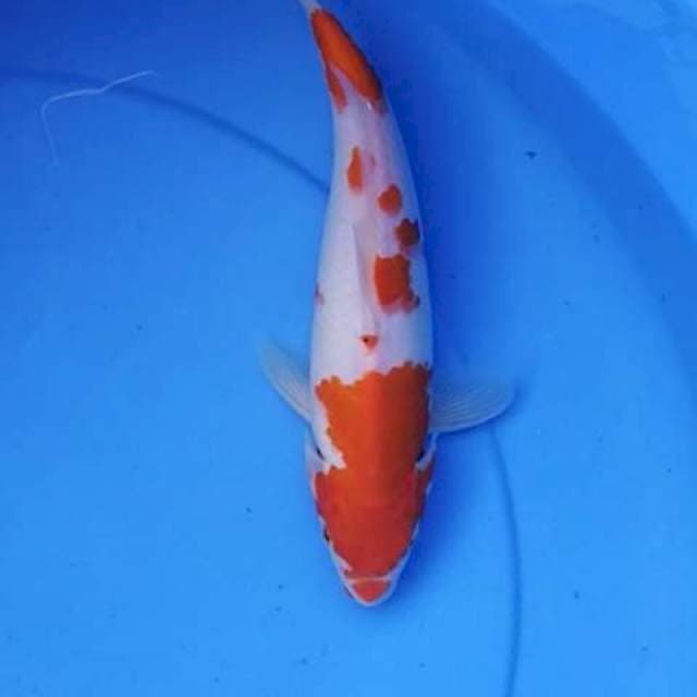 Kohaku 26 cm