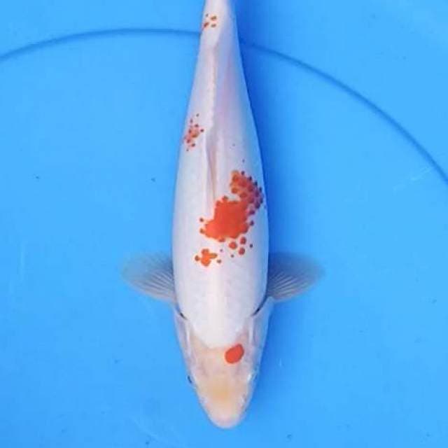 Kanoko kohaku 26 cm