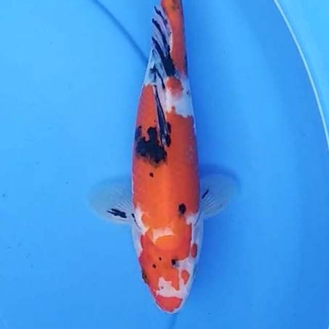 Sanke 25 cm